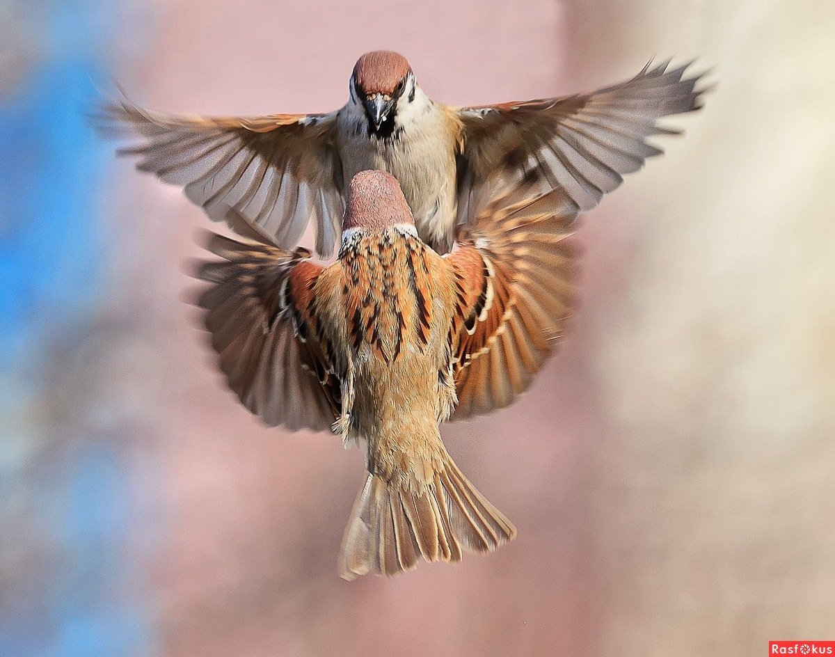 Воробей в полете