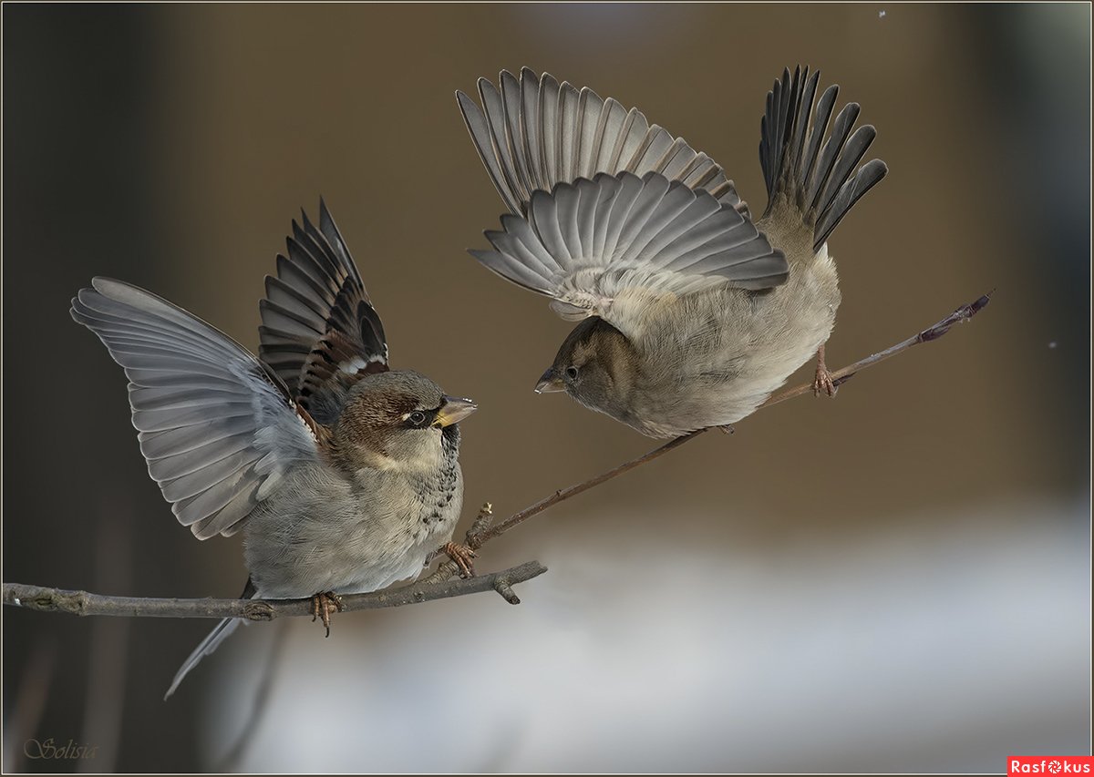 Пара Воробьев на белом фоне