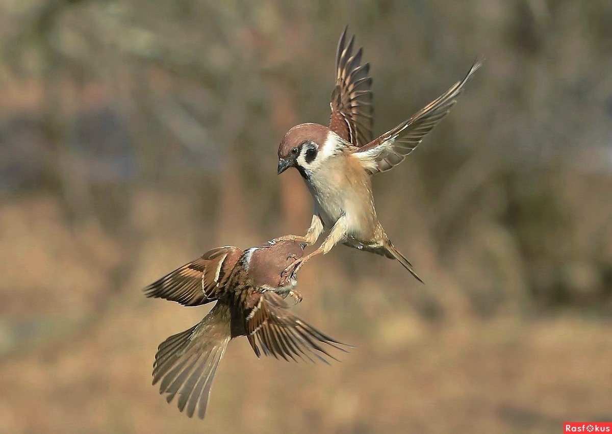 Воробей вид сверху в полете