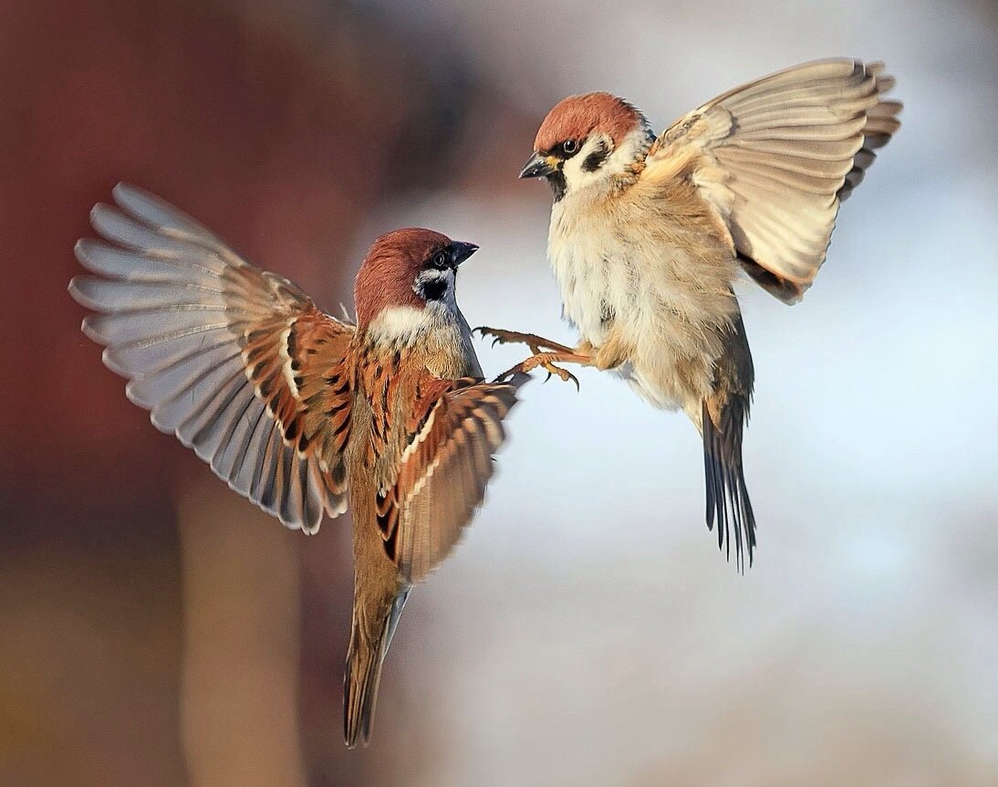 Крылья воробья