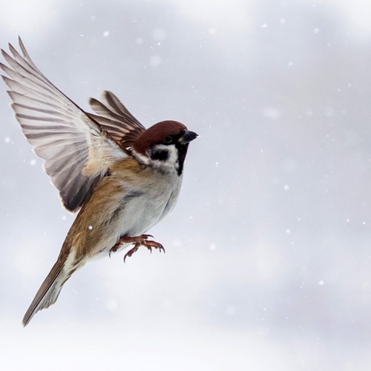 Воробей в полете