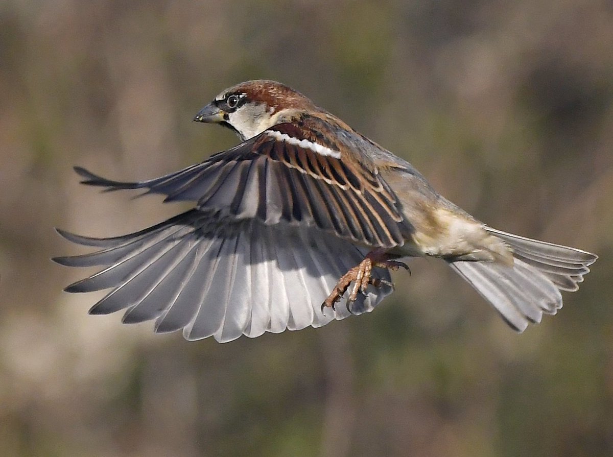 Воробей в полете