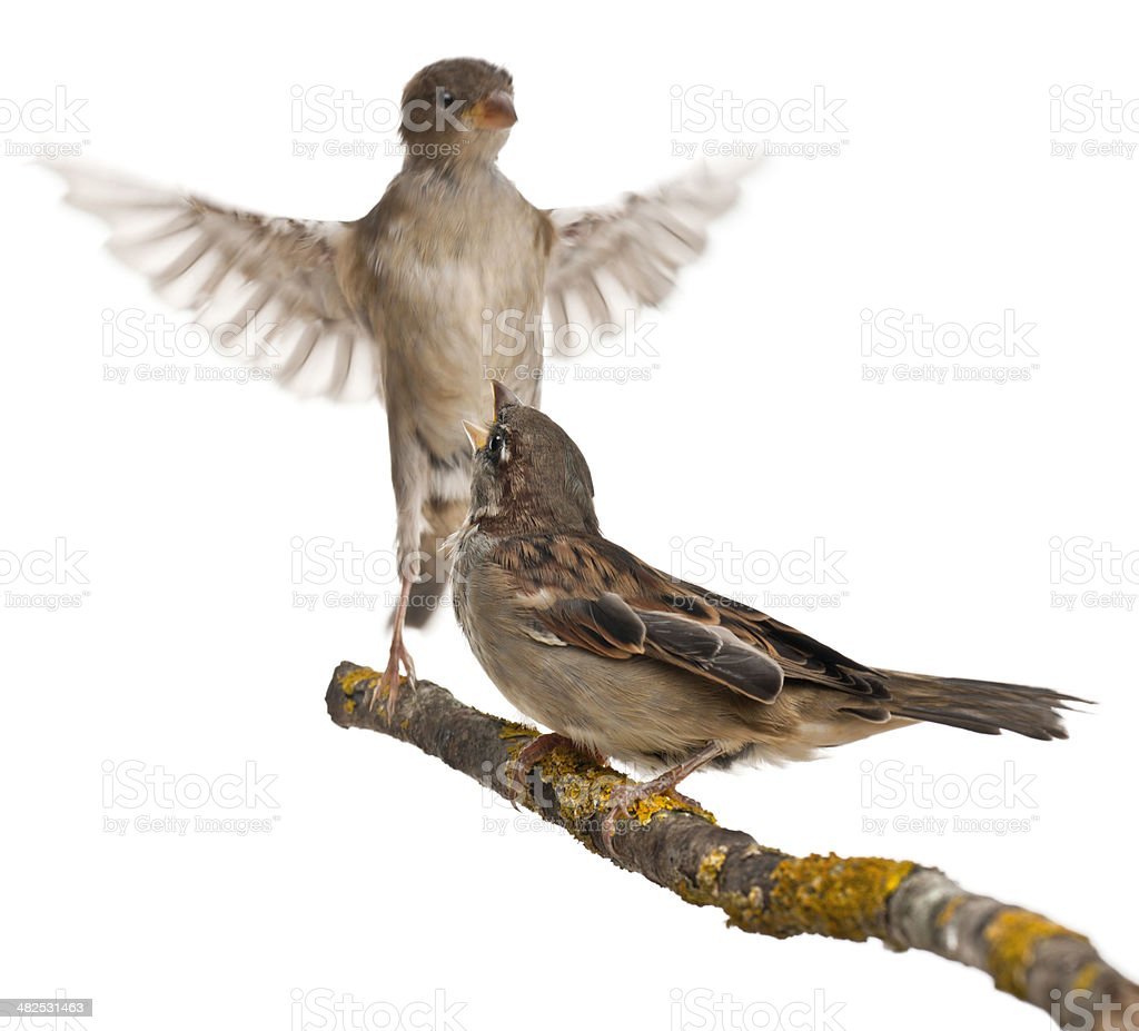 Птичка на руке