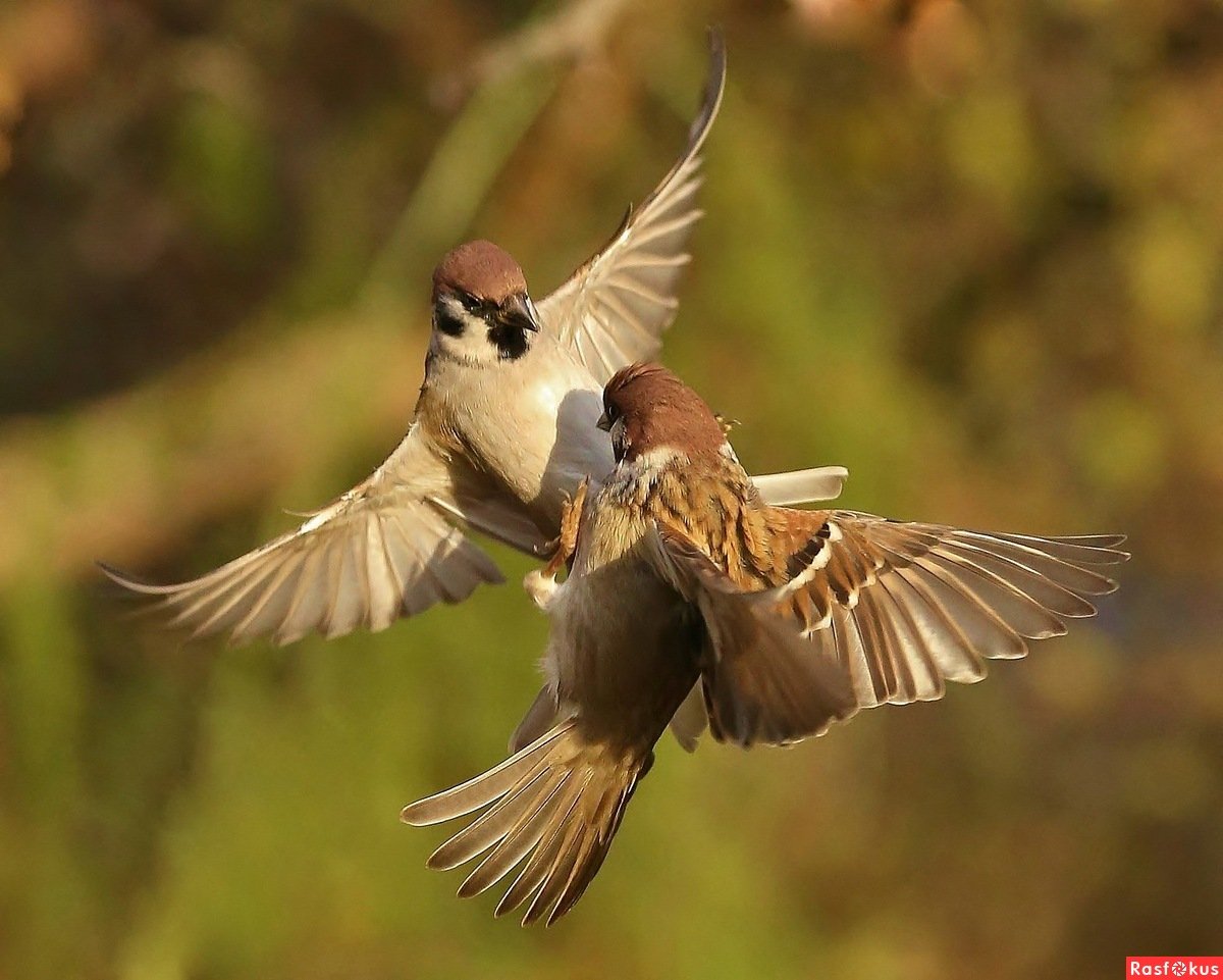 Птица на ладони