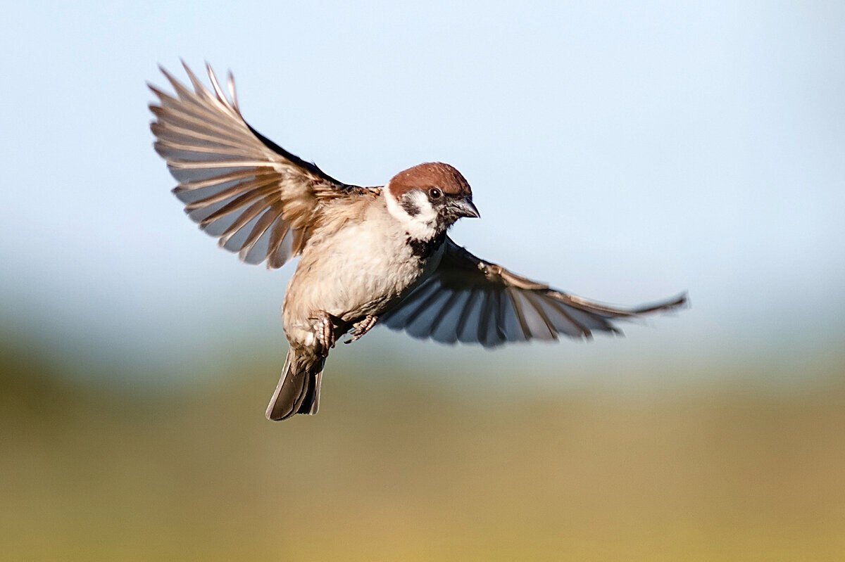 Воробей на фоне неба