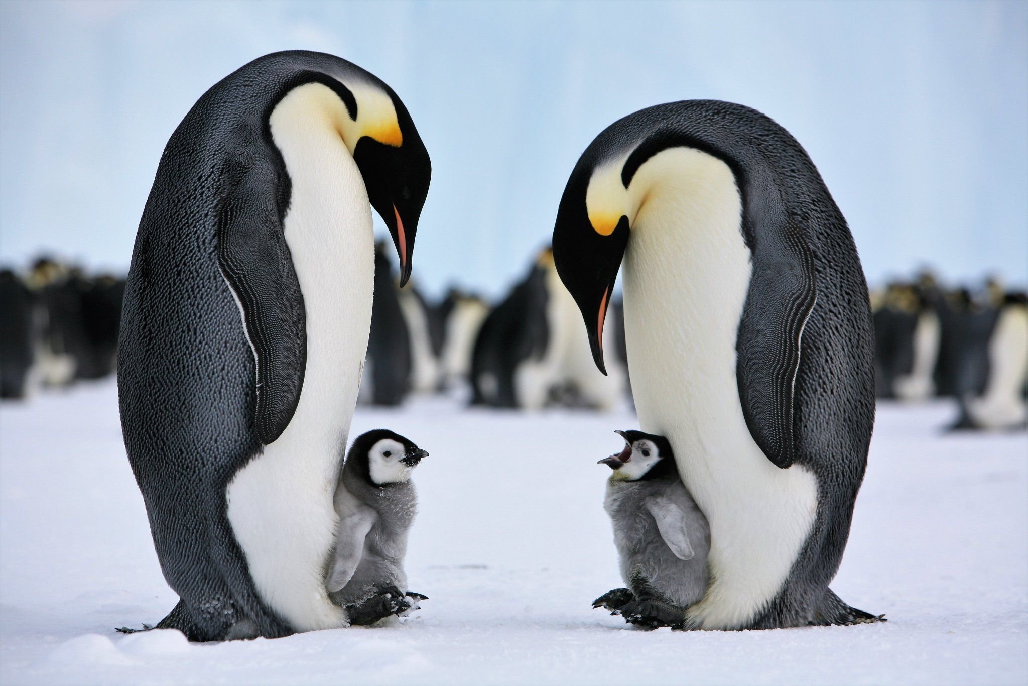 Императорские пингвины живут. Императорский Императорский Пингвин. Императорский Пингвин Пингвинообразные. Птенец Императорского пингвина. Императорский Пингвин и Королевский Пингвин.