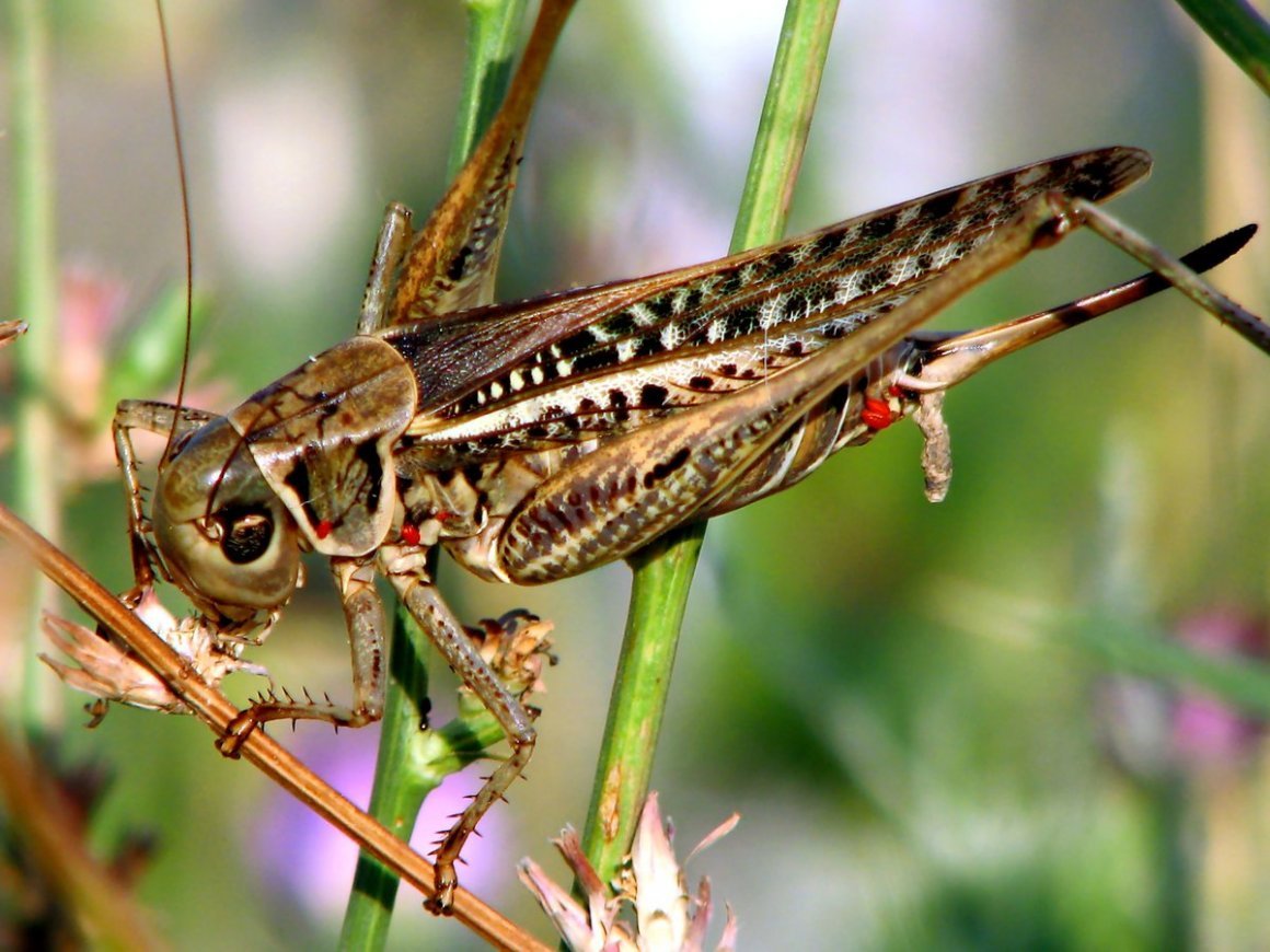 Радужный кузнечик Dactylotum bicolor