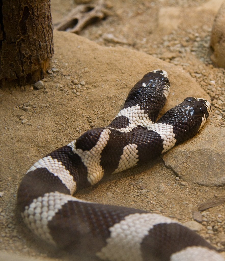 Двуглавая змея. Королевская змея Калифорнийская Lampropeltis getulus californiae. Королевская Кобра двухголовая. Двухголовые змеи мутация. Трехголовая Кобра.
