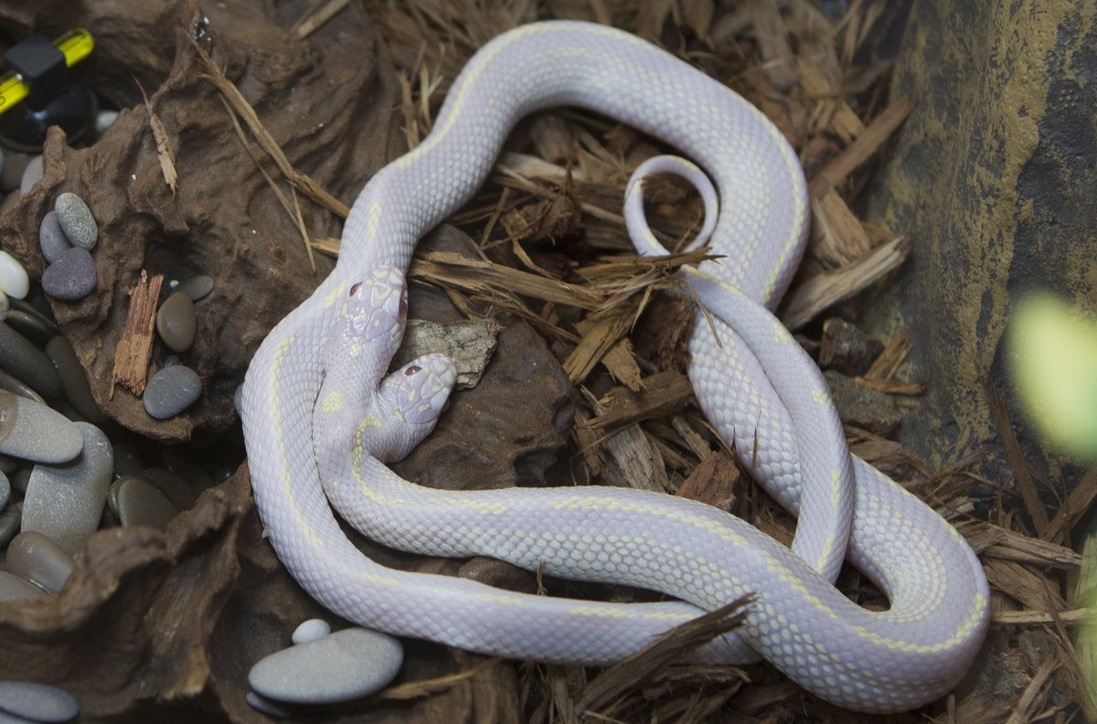 Двуглавая змея. Королевская змея Калифорнийская Albino. Королевская белая змея альбинос. Калифорнийская двухголовая Королевская змея. Двухголовая змея альбинос.