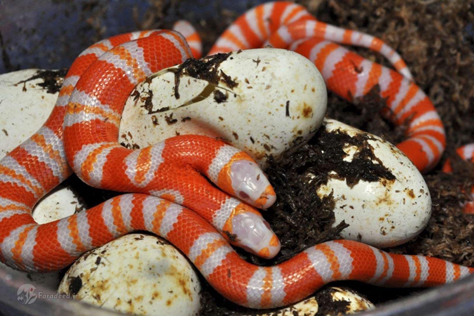 Двуглавая змея. Поперечнополосатая Королевская змея. Королевская молочная змея альбинос. Флоридская Королевская змея. Молочная змея альбинос.