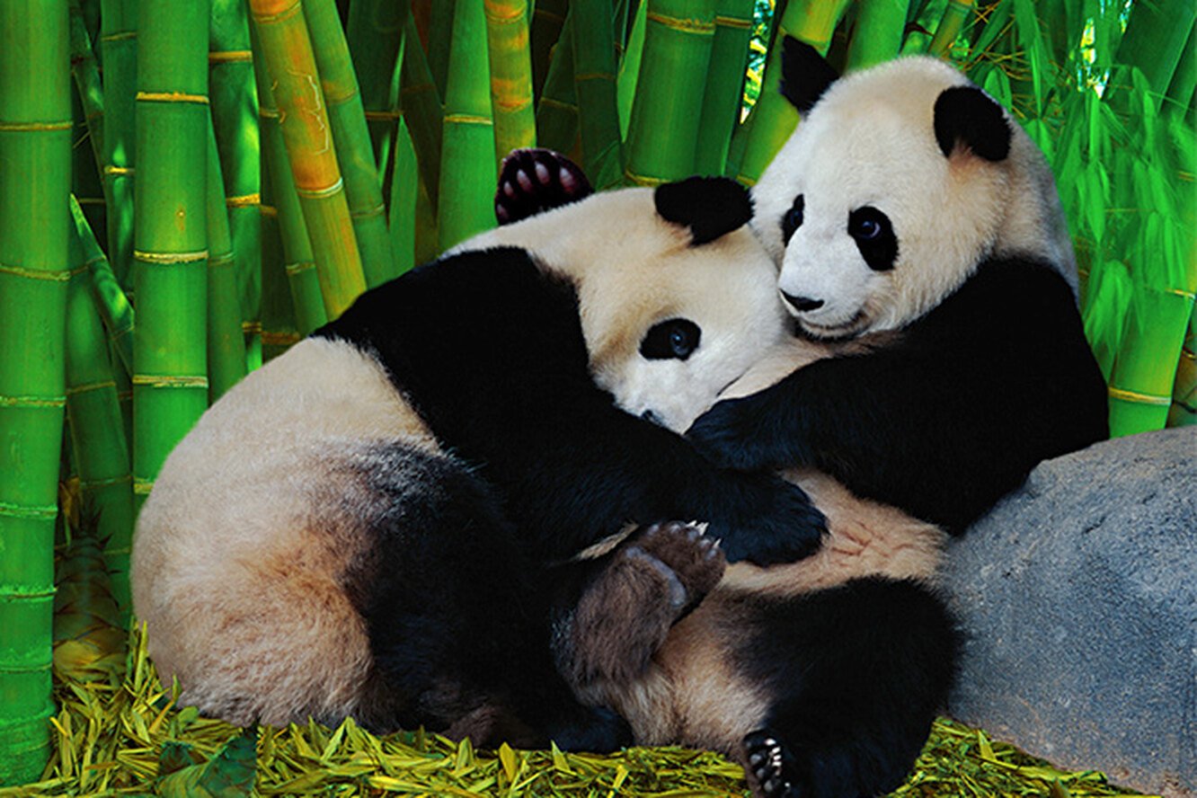 Обнять панду. Панды обнимаются. Панда пара. Панда обнимашки. Влюбленные панды.