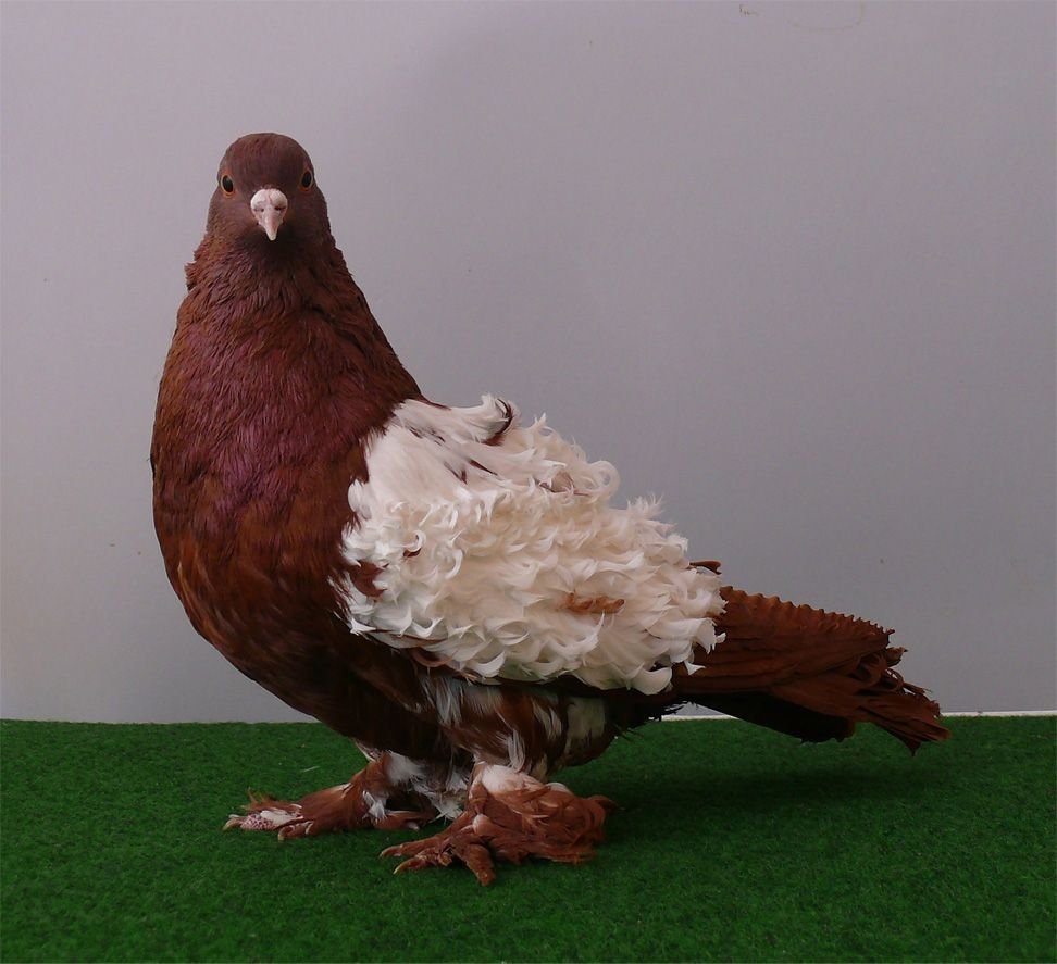 Frillback Pigeon