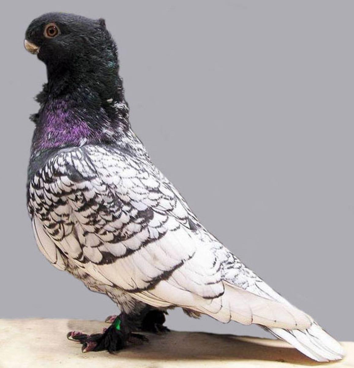 Голуби породы Каплан