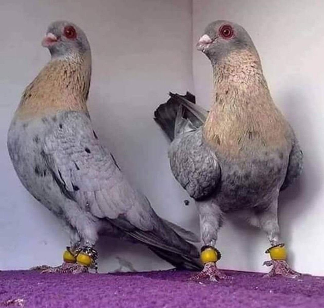 Голуби в цирке порода