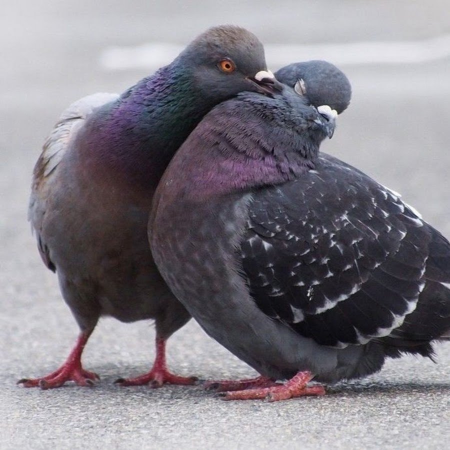 Самка голубя