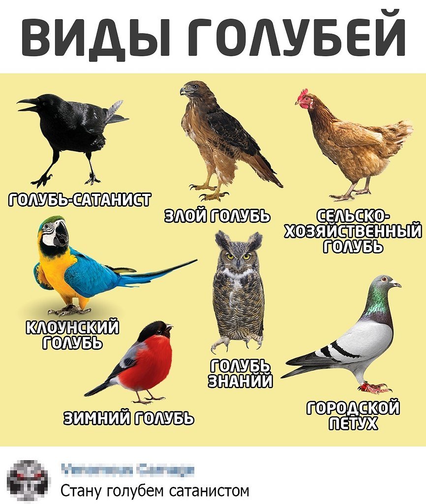 Голуби породы Богемская космоногая