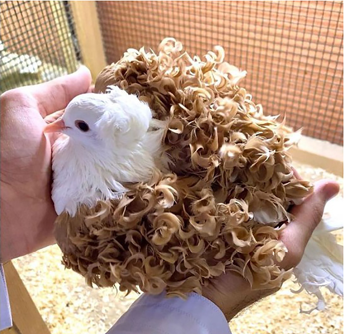 Кудрявая птица