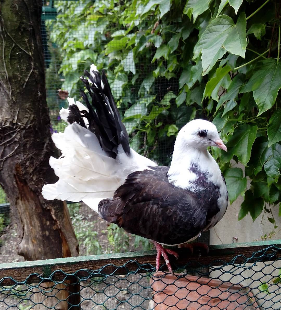 Pigeon Breeds