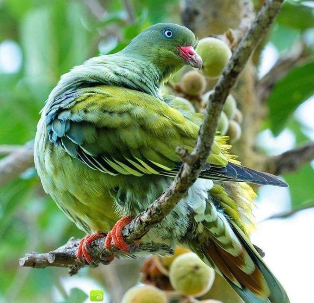 Розовошейный зелёный голубь