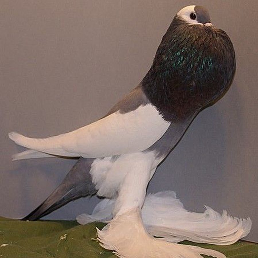 Брненский дутыш