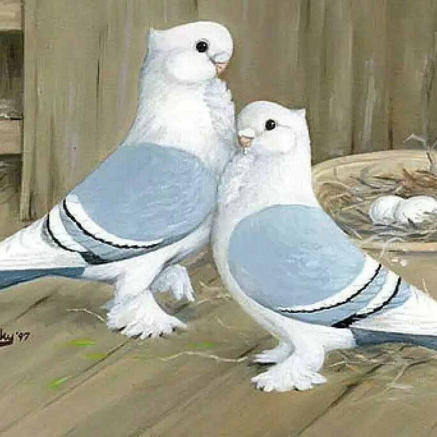 Необычные породы голубей