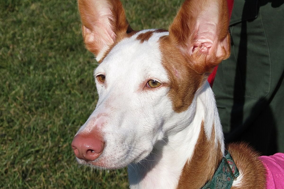 Поденко ибиценко