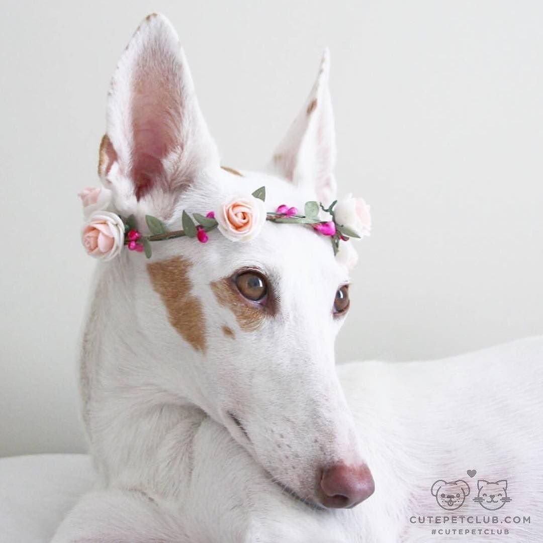 Собака Поденко ибиценко