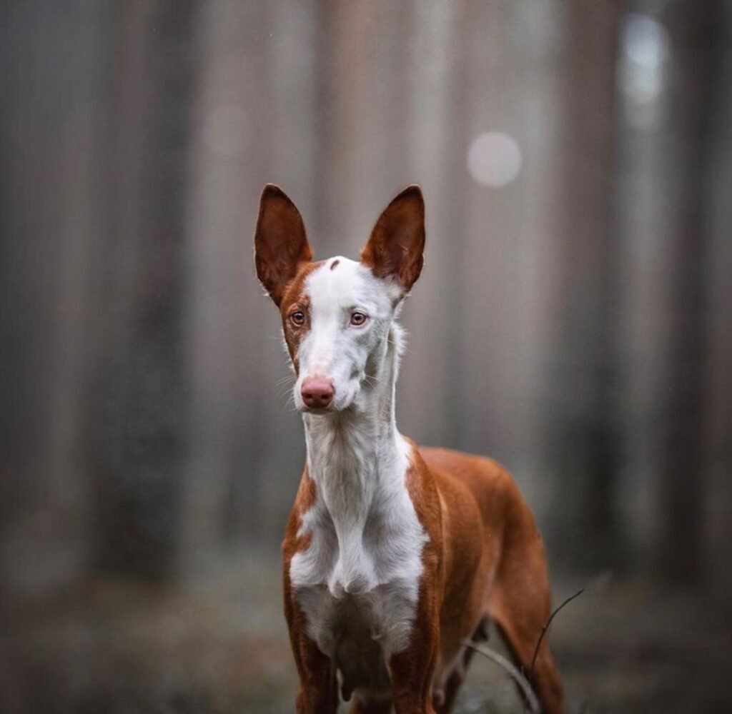 Ивисская борзая Поденко ибиценко