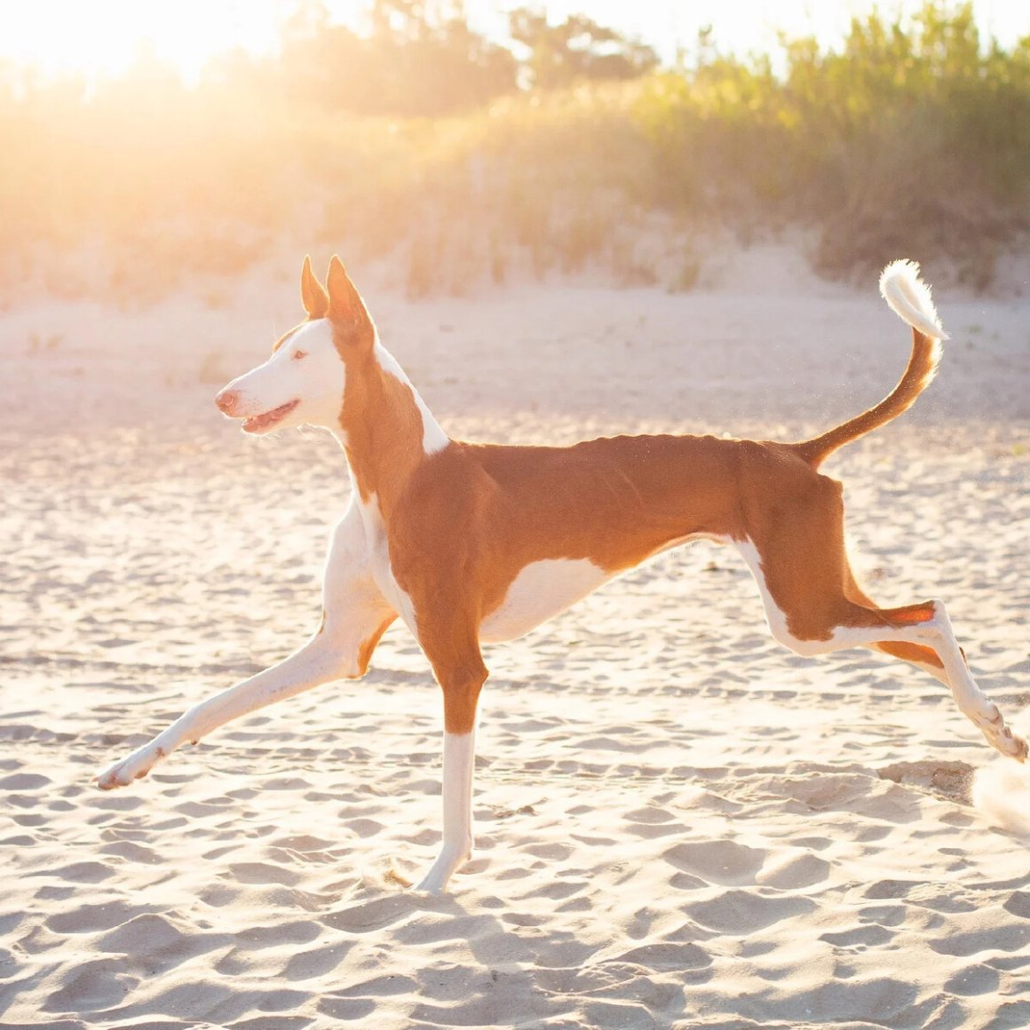 Поденко ибиценко зимой