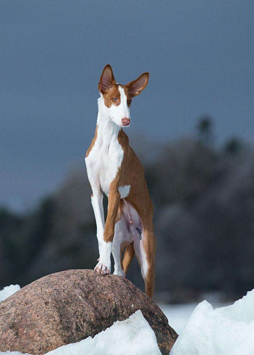 Собака Поденко ибиценко