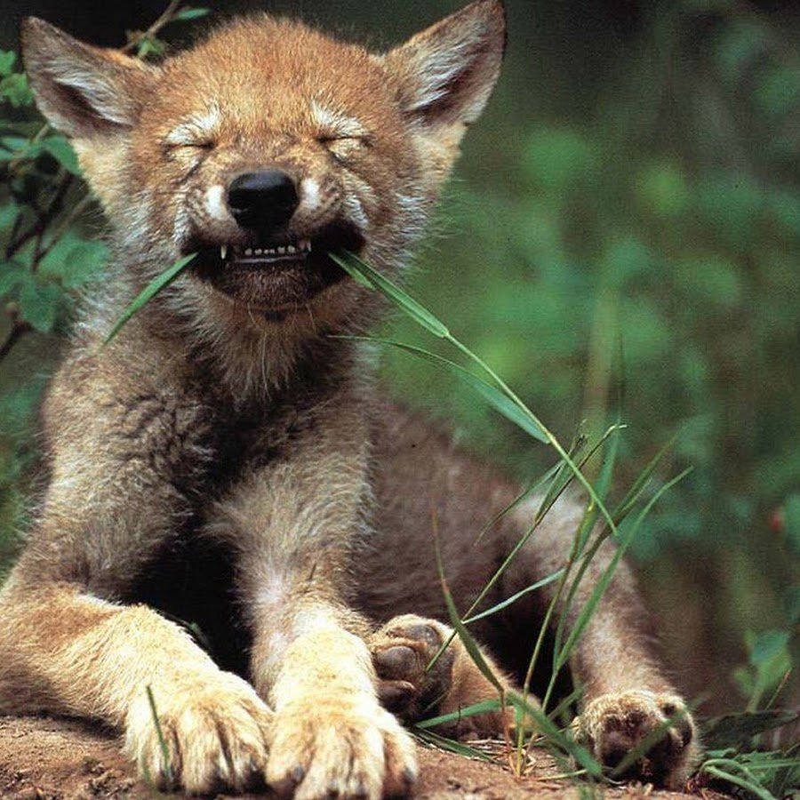 Койот Луговой волк