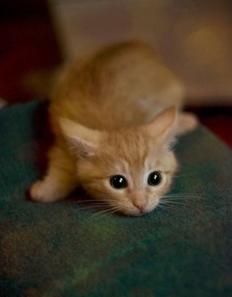 Маленькие беспородные котята