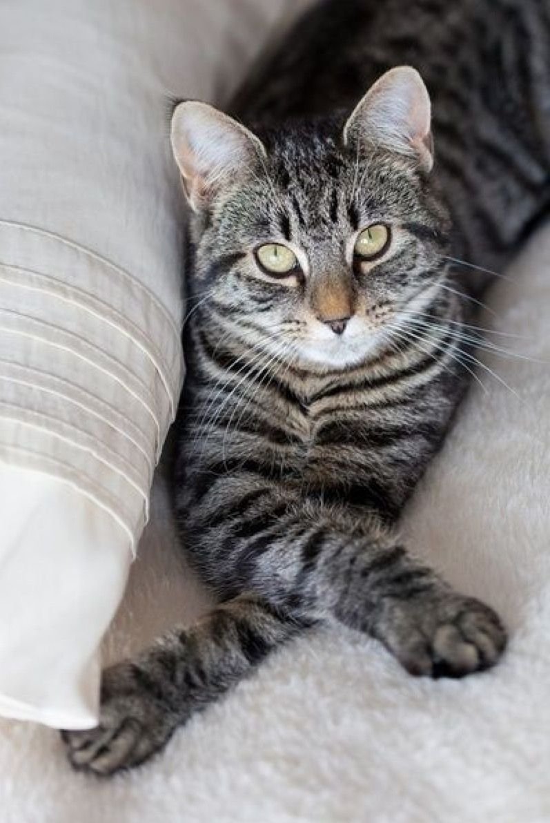 Табби макрель полосатый