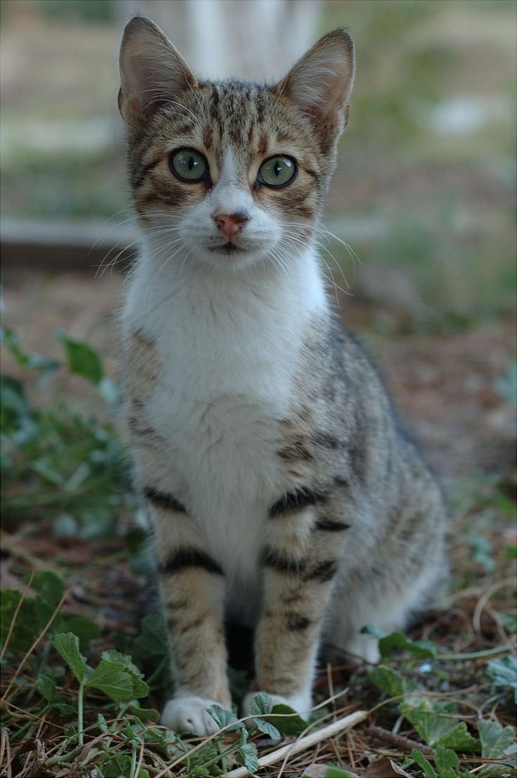 Беспородные кошки