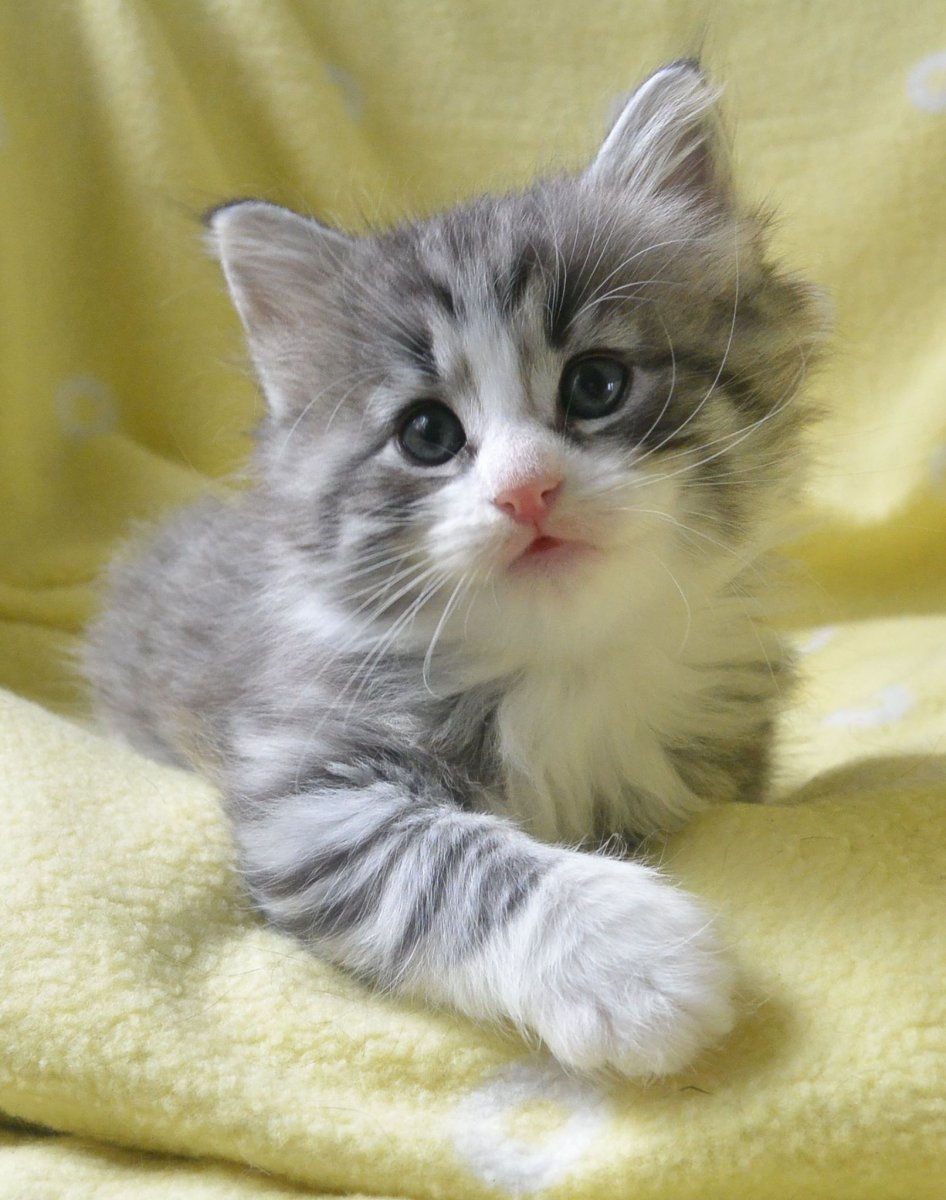 Милые котики