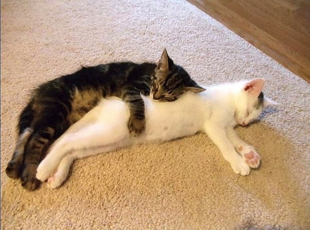 Необычные позы кошек