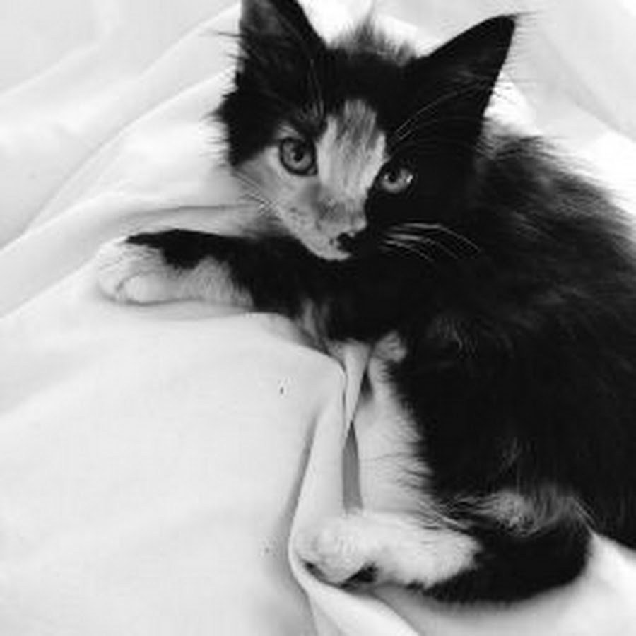 Котята Эстетика