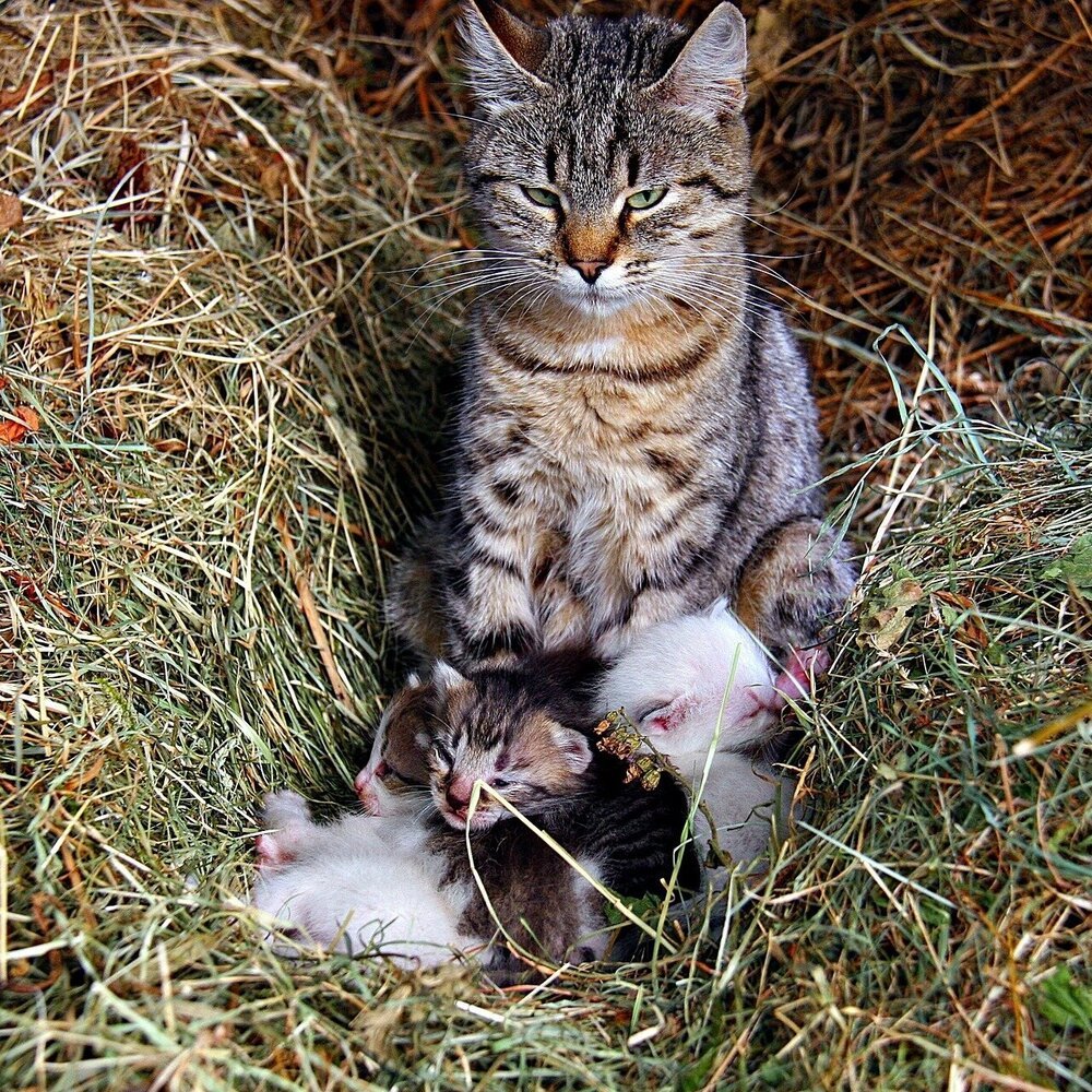 Кошка прячет котят