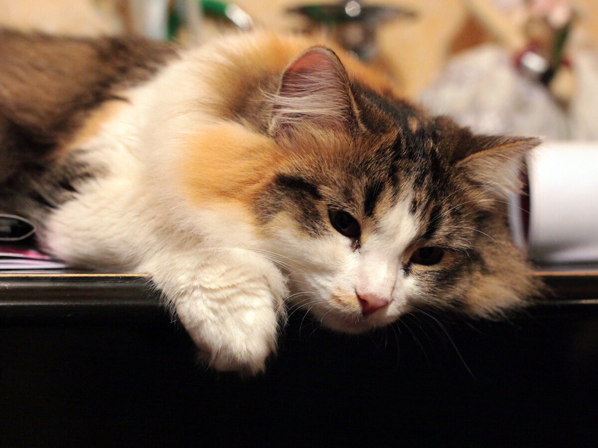 Беспородные кошки дворняги