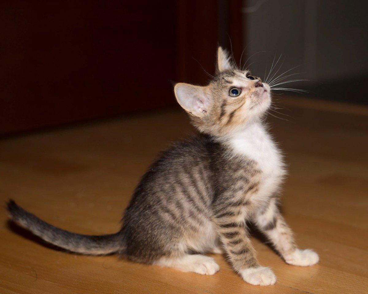 Порода кошек двортерьер