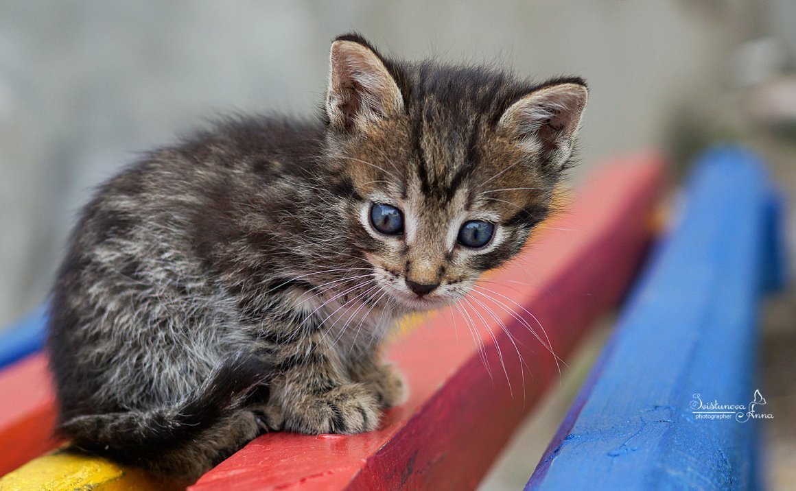 Беспородный полосатый котенок