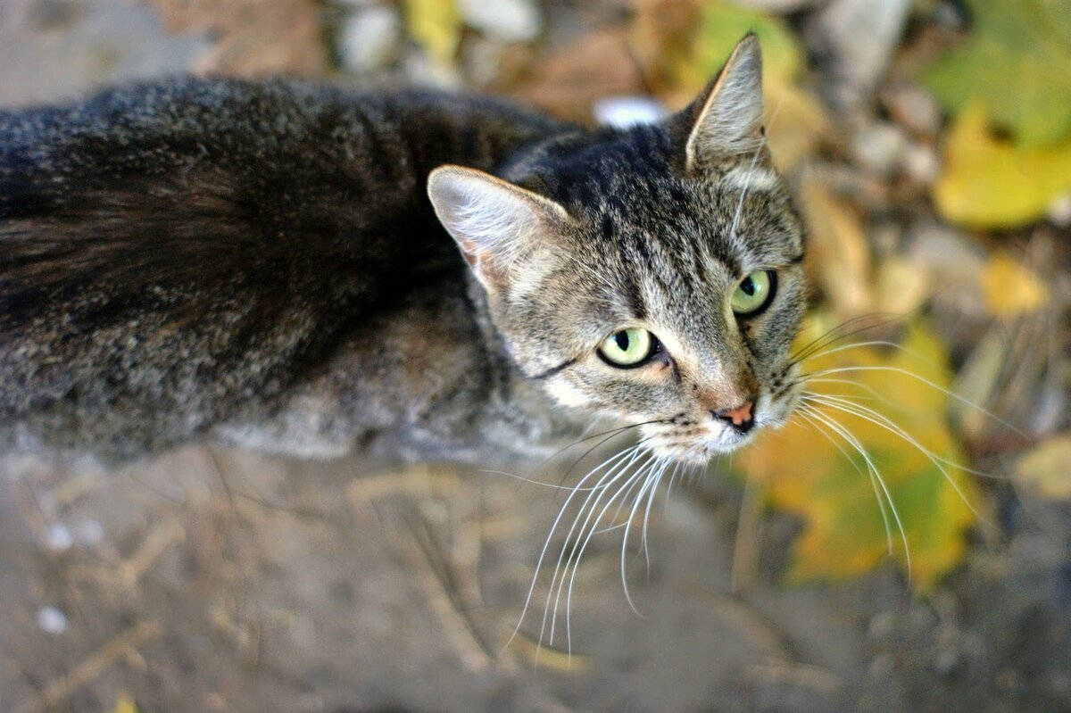 Обычная кошка