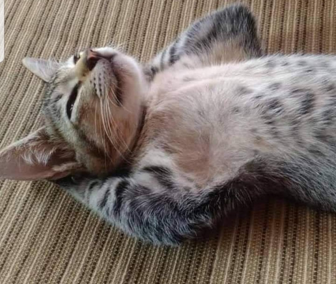 Лежачий кот