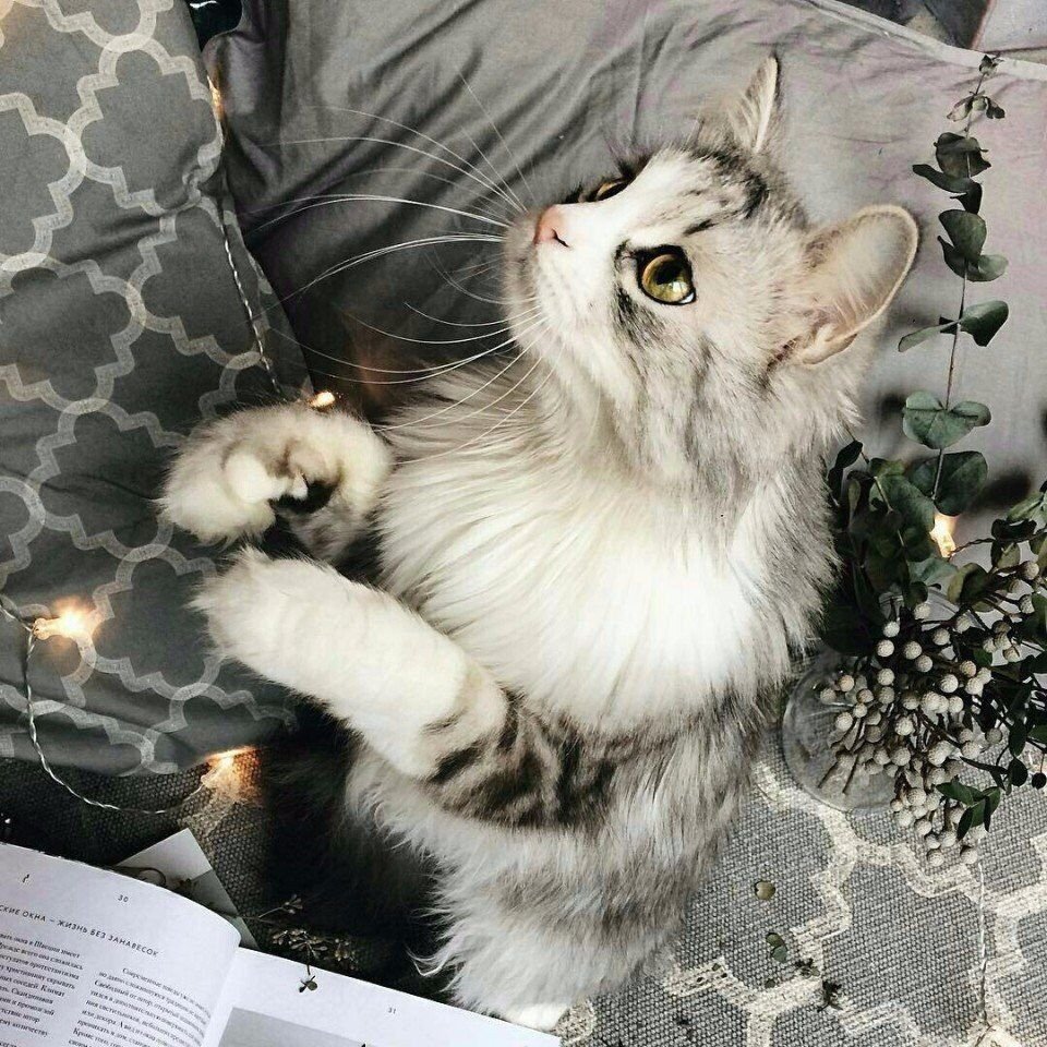 Сохры котов