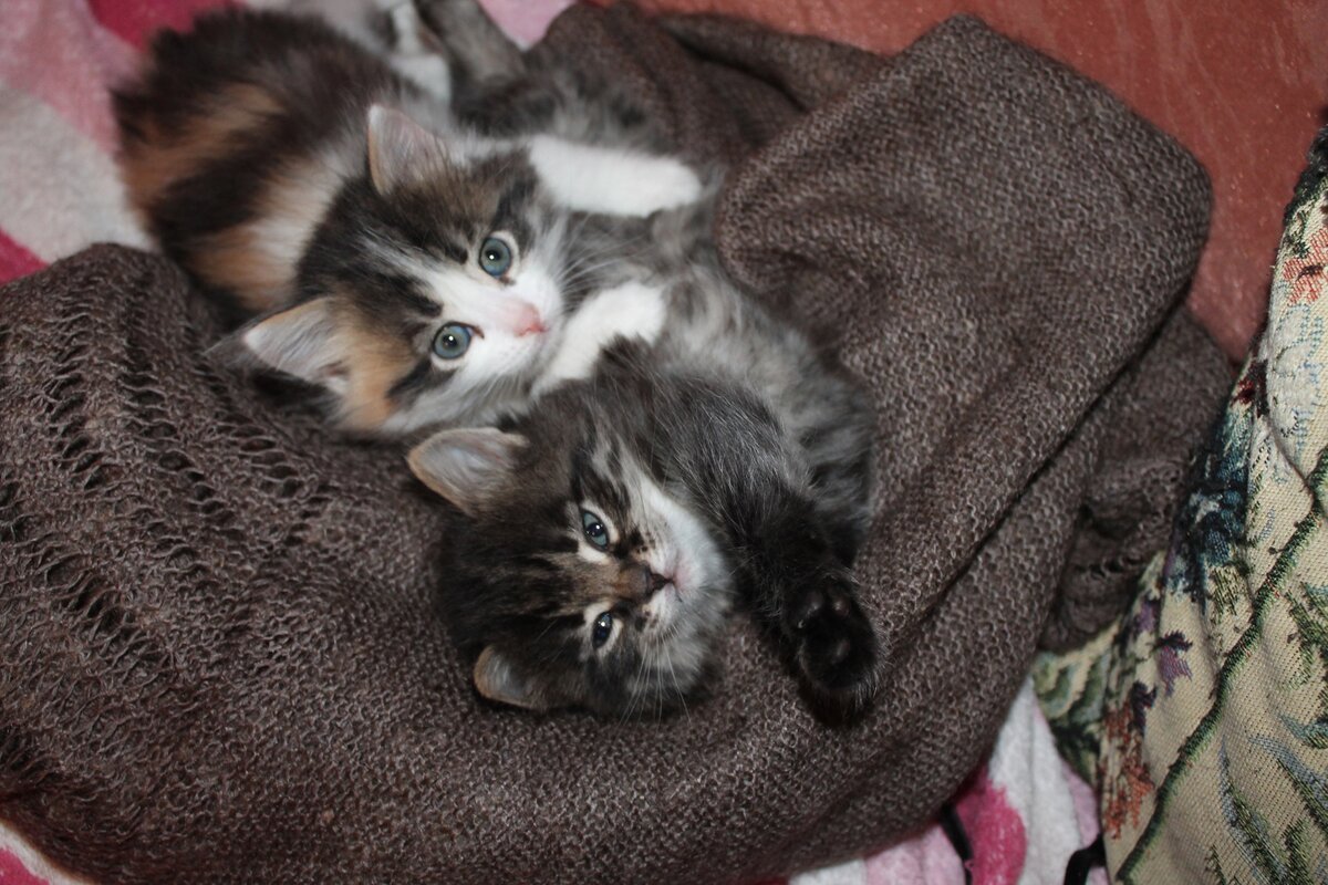 Котята дворняжки