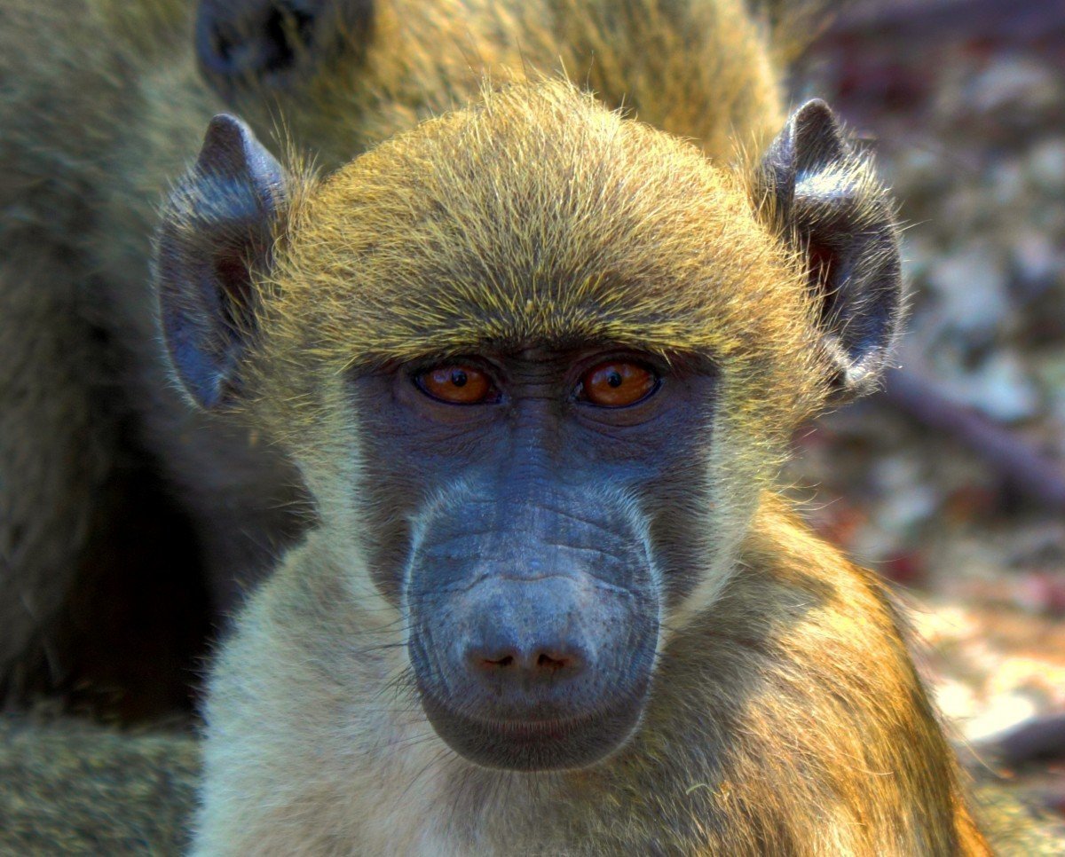 Разъяренная горилла