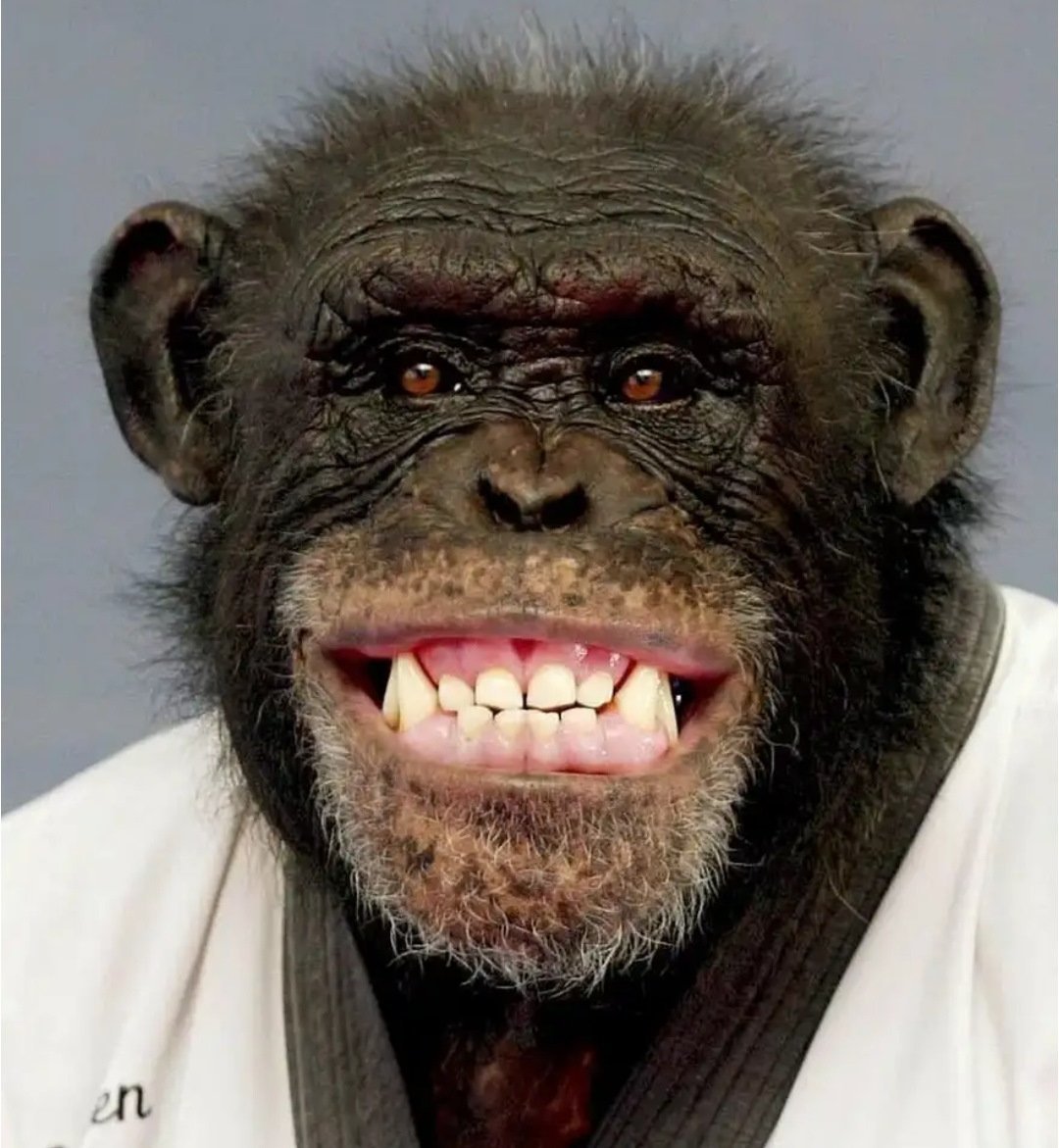 Взгляд гориллы