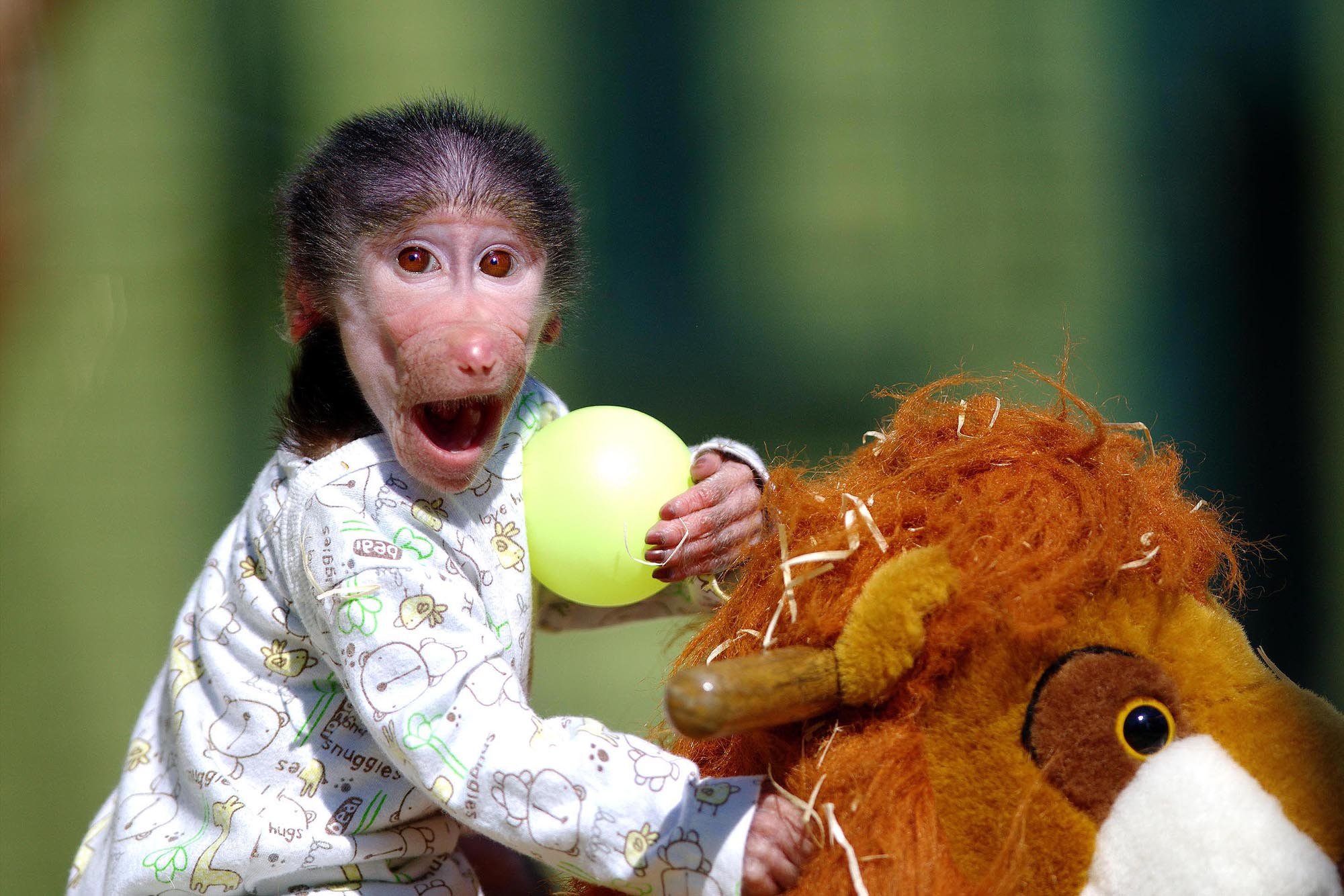 Самая страшная обезьяна в мире фото