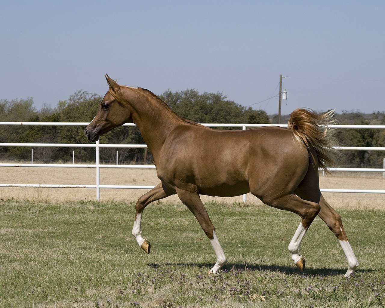 Лошадь шагает. Пасо фино лошадь. Теннесийская прогулочная лошадь. Липицианская порода лошадей. Рысь Аллюр лошади.