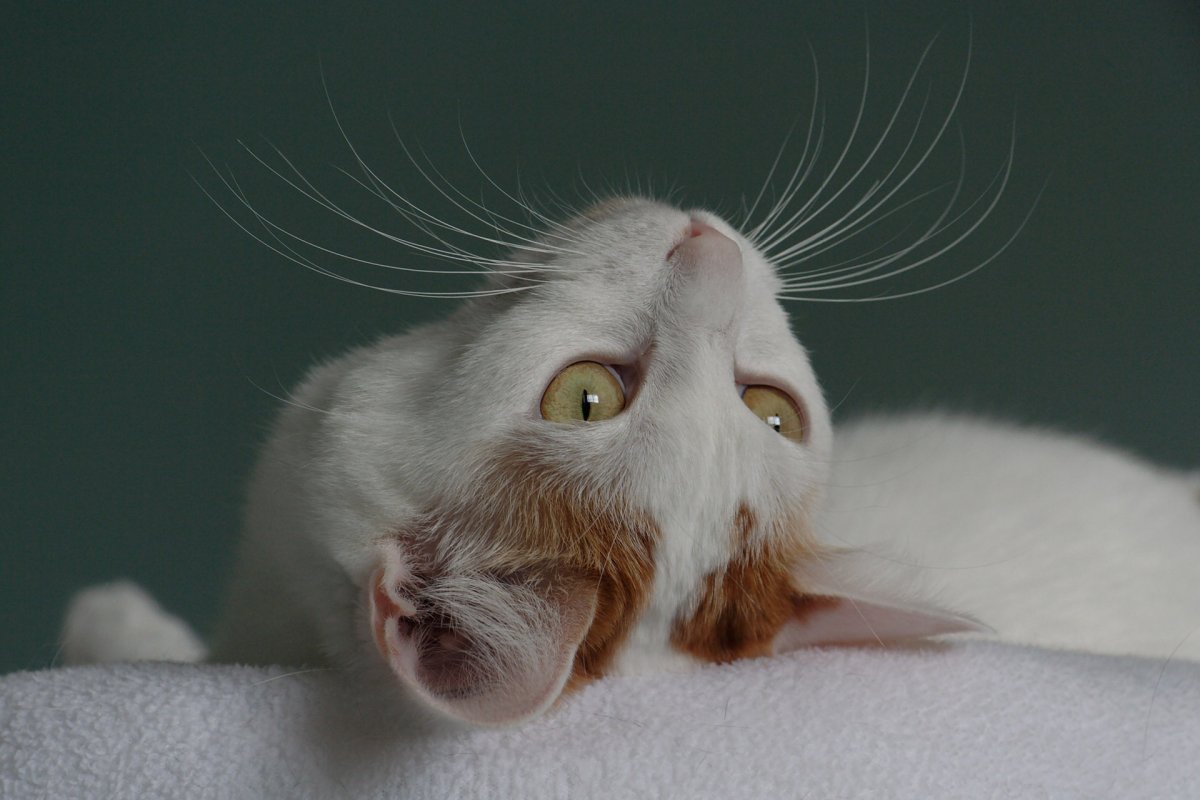 Усатая кошка